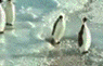 Click image for larger version

Name:	penguins.gif
Views:	241
Size:	196.2 KB
ID:	8912153
