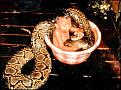 Click image for larger version

Name:	baby with snake.jpg
Views:	169
Size:	111.3 KB
ID:	8912334