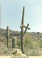 Click image for larger version

Name:	cactus viagra.jpg
Views:	136
Size:	72.4 KB
ID:	8912369