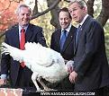 Click image for larger version

Name:	bushturkey.jpg
Views:	209
Size:	28.8 KB
ID:	8912381