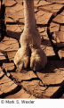 Click image for larger version

Name:	camelfoot.gif
Views:	154
Size:	31.8 KB
ID:	8913165