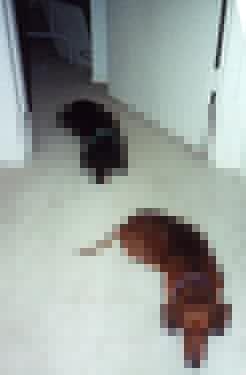 Click image for larger version

Name:	dogs.jpg
Views:	138
Size:	13.3 KB
ID:	8913282