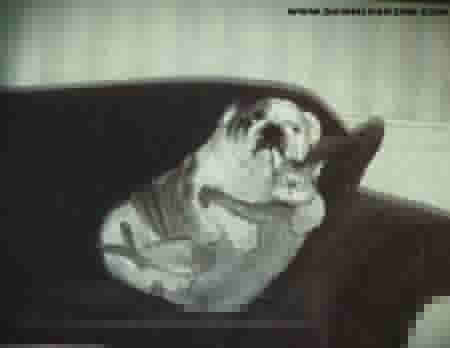 Click image for larger version

Name:	cat-dog2.jpg
Views:	163
Size:	10.0 KB
ID:	8913289