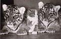 Click image for larger version

Name:	cubskittens.jpg
Views:	278
Size:	8.6 KB
ID:	8913467