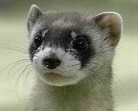 Click image for larger version

Name:	ferret.jpg
Views:	150
Size:	7.1 KB
ID:	8913528