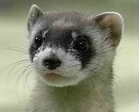 Click image for larger version

Name:	ferret.jpg
Views:	169
Size:	7.1 KB
ID:	8913528