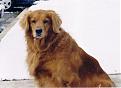 Click image for larger version

Name:	sandy's first snow.jpg
Views:	152
Size:	56.5 KB
ID:	8913537