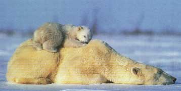 Click image for larger version

Name:	bears.jpg
Views:	122
Size:	6.8 KB
ID:	8913580