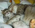 Click image for larger version

Name:	catscuddle.jpg
Views:	117
Size:	15.4 KB
ID:	8913582
