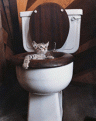 Click image for larger version

Name:	kitten-in-toilet.gif
Views:	92
Size:	47.5 KB
ID:	8913597