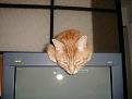 Click image for larger version

Name:	morris2.jpg
Views:	113
Size:	63.1 KB
ID:	8914558