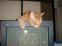 Click image for larger version

Name:	morris3.jpg
Views:	108
Size:	59.1 KB
ID:	8914559