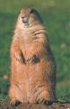 Click image for larger version

Name:	prairie-dog.jpg
Views:	144
Size:	12.8 KB
ID:	8914674