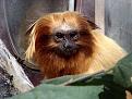 Click image for larger version

Name:	golden%20lion%20tamarin%201.jpg
Views:	233
Size:	15.3 KB
ID:	8914678