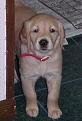 Click image for larger version

Name:	joy6weeks.jpg
Views:	205
Size:	16.5 KB
ID:	8915196