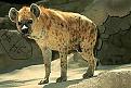 Click image for larger version

Name:	hyena.jpeg
Views:	236
Size:	19.0 KB
ID:	8915463