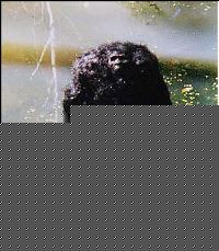 Click image for larger version

Name:	bigfoot 2.jpg
Views:	141
Size:	14.8 KB
ID:	8915593