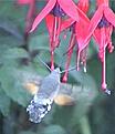 Click image for larger version

Name:	hummingbirdhawkmoth_rpf.jpeg
Views:	116
Size:	9.1 KB
ID:	8916279