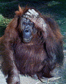 Click image for larger version

Name:	bushmonkey.gif
Views:	210
Size:	49.1 KB
ID:	8921506