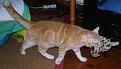 Click image for larger version

Name:	20030602sspluch.jpg
Views:	79
Size:	36.7 KB
ID:	8922388