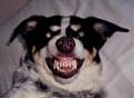 Click image for larger version

Name:	bad dawg with teeth.jpg
Views:	73
Size:	3.5 KB
ID:	8922721