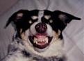 Click image for larger version

Name:	bad dawg with teeth.jpg
Views:	105
Size:	3.5 KB
ID:	8922721