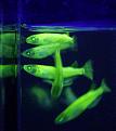 Click image for larger version

Name:	reuters_fishglow_399x450.jpg
Views:	122
Size:	28.2 KB
ID:	8923177