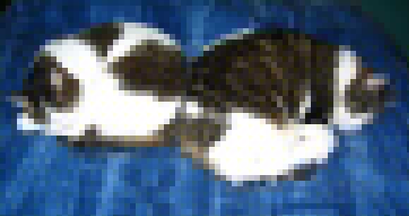 Click image for larger version

Name:	cats.jpg
Views:	105
Size:	24.2 KB
ID:	8923774