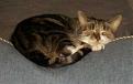Click image for larger version

Name:	cat1.jpg
Views:	112
Size:	8.2 KB
ID:	8923775
