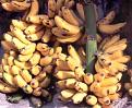 Click image for larger version

Name:	bannana01.jpg
Views:	191
Size:	22.5 KB
ID:	8928082