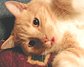 Click image for larger version

Name:	what a little ham.bmp
Views:	101
Size:	403.5 KB
ID:	8928624