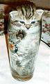 Click image for larger version

Name:	cat.jpg
Views:	177
Size:	15.7 KB
ID:	8931115