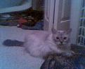 Click image for larger version

Name:	kitty.jpg
Views:	126
Size:	17.4 KB
ID:	8932782