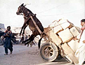 Click image for larger version

Name:	donkey cart.jpg
Views:	60
Size:	408.8 KB
ID:	8936870