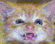 Click image for larger version

Name:	durncat.gif
Views:	80
Size:	3.4 KB
ID:	8938045
