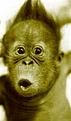 Click image for larger version

Name:	funny_monkey_pictures_2.jpg
Views:	176
Size:	8.9 KB
ID:	8938081