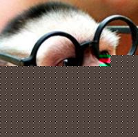 Click image for larger version

Name:	funny%20monkey.jpg
Views:	249
Size:	9.0 KB
ID:	8939518