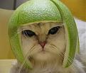 Click image for larger version

Name:	tequilacat.jpg
Views:	181
Size:	42.3 KB
ID:	8939693