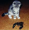 Click image for larger version

Name:	cat &amp;amp; crayfish.jpg
Views:	124
Size:	20.6 KB
ID:	8939701