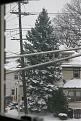 Click image for larger version

Name:	101_0129polysnowytree.jpg
Views:	150
Size:	110.7 KB
ID:	8939741