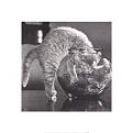 Click image for larger version

Name:	cat.jpg
Views:	319
Size:	16.1 KB
ID:	8939931