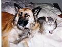Click image for larger version

Name:	buddyandkitty.jpg
Views:	190
Size:	64.1 KB
ID:	8940024