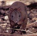 Click image for larger version

Name:	musky_rat-kangaroo.jpg
Views:	145
Size:	8.7 KB
ID:	8940232