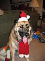 Click image for larger version

Name:	santabuddy.jpg
Views:	82
Size:	213.1 KB
ID:	8940329