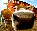 Click image for larger version

Name:	cow4.jpg
Views:	183
Size:	24.1 KB
ID:	8940570