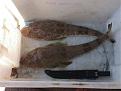 Click image for larger version

Name:	flathead1.jpg
Views:	81
Size:	43.4 KB
ID:	8940601