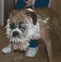 Click image for larger version

Name:	dog with porcupine quills.gif
Views:	188
Size:	19.8 KB
ID:	8945810