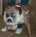 Click image for larger version

Name:	dog with porcupine quills.gif
Views:	189
Size:	19.8 KB
ID:	8945810