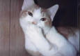 Click image for larger version

Name:	cat burping.jpg
Views:	99
Size:	2.0 KB
ID:	8945815
