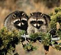 Click image for larger version

Name:	raccoon1.jpg
Views:	175
Size:	19.8 KB
ID:	8945946